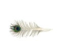 Peacock feather on white background