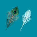 Peacock feather on a white background. Vector Illustration Royalty Free Stock Photo