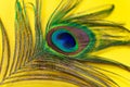 Peacock feather on a yellow background, close-up. Trend bright colors. Space for text