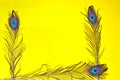 Peacock feather on yellow background, top view. yellow bright colors. Space for text,Bright peacock feathers on color background,