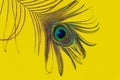 Peacock feather on a yellow background, top view, flat lay. Trend bright colors. Space for text