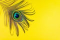 Peacock feather on a yellow background, top view, flat lay. Trend bright colors. Space for text
