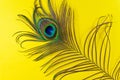 Peacock feather on a yellow background, top view, flat lay. Trend bright colors. Space for text