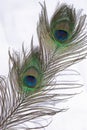 Peacock feathers