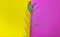peacock feathers art,peacocks tail,written text space,peacock feathers on pink background,peacock tail on yellow background,pink Royalty Free Stock Photo