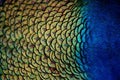 Peacock Feathers Close-Up Royalty Free Stock Photo