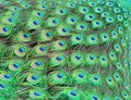 Peacock feathers Royalty Free Stock Photo
