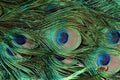 Peacock feathers with closeup of the green, blue & emerald eye pattern feathers Royalty Free Stock Photo