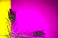 peacock feathers copy space,pink background,yellow background,two peacock tail,with empty place for your text, written text space, Royalty Free Stock Photo