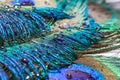 Peacock feathers Royalty Free Stock Photo