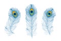 Peacock feathers, flat style. Straight and curved. Blue colored feathers of exotic birds