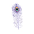 Peacock feathers, flat style. Straight and curved. Blue colored feathers of exotic birds Royalty Free Stock Photo