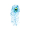 Peacock feathers, flat style. Straight and curved. Blue colored feathers of exotic birds Royalty Free Stock Photo