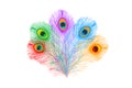 Peacock feathers, flat style. Straight and curved. Blue colored feathers of exotic birds Royalty Free Stock Photo