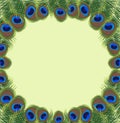 Peacock feathers frame