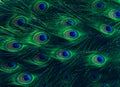 Peacock feathers Green Dot Pattern Blue Background Royalty Free Stock Photo