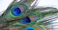 Peacock feathers Royalty Free Stock Photo