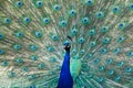 Peacock with feathers open