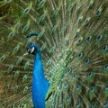 Peacock feathers out Royalty Free Stock Photo