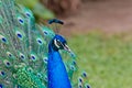 Peacock feathers out Royalty Free Stock Photo