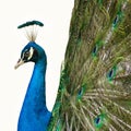 Peacock feathers out Royalty Free Stock Photo