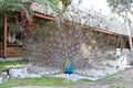 Peacock feathers out Royalty Free Stock Photo