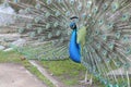 Peacock feathers out Royalty Free Stock Photo