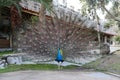 Peacock feathers out Royalty Free Stock Photo