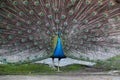 Peacock feathers out Royalty Free Stock Photo