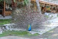 Peacock feathers out Royalty Free Stock Photo