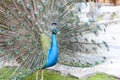 Peacock feathers out Royalty Free Stock Photo