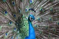 Peacock with feathers out in the zoo Royalty Free Stock Photo