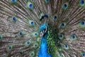 Peacock with feathers out in the zoo Royalty Free Stock Photo