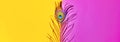 peacock feathers on pink background,peacocks tail on yellow background, text space ,written text space