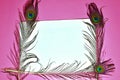 peacock feathers,peacock tail on pink background,pink background on tail, copy space,written text space,birds tail on pink