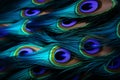Peacock feathers in vivid macro shots, ready for your text