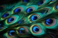 Peacock feathers in vivid macro shots, ready for your text