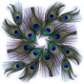 Peacock feathers on white background. A collage of feathers. Use printed materials, signs, objects, websites, maps, posters, postc Royalty Free Stock Photo