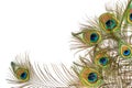 Peacock feathers on white background with copy space