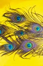 peacock feathers on a yellow background, top view, flat lay,eye feathers,Trend bright colors,birds feathers pattern Royalty Free Stock Photo