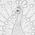 Peacock with feathers in zentangle style. Freehand sketch