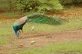 Peafowl bird