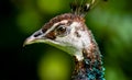 Peacock Female Profile Portrait Royalty Free Stock Photo