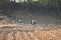 Peacock in the field looks like dancing to other birds