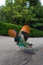 Peacock Flaps its wings, a beautiful multi-colored bird stands in the yard on an asphalt road. Summer day. Green hedge in the Royalty Free Stock Photo