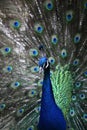 A peacock flaunting its tail Royalty Free Stock Photo