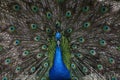 A peacock flaunting its tail Royalty Free Stock Photo