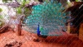 Peacock flaunting  its tail in Thrissur  Zoo Royalty Free Stock Photo