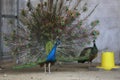 peacock flaunting its tail in a zoo, North China Royalty Free Stock Photo