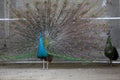 peacock flaunting its tail in a zoo, North China Royalty Free Stock Photo